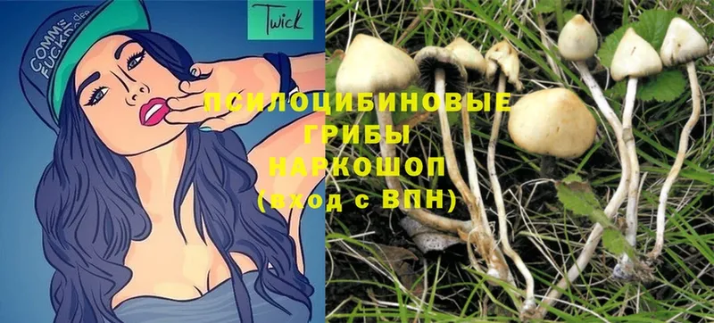 KRAKEN tor  купить наркотик  Кизляр  Галлюциногенные грибы MAGIC MUSHROOMS 